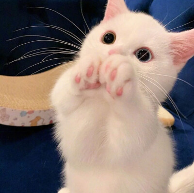 可爱˃ ⌑ ˂自截