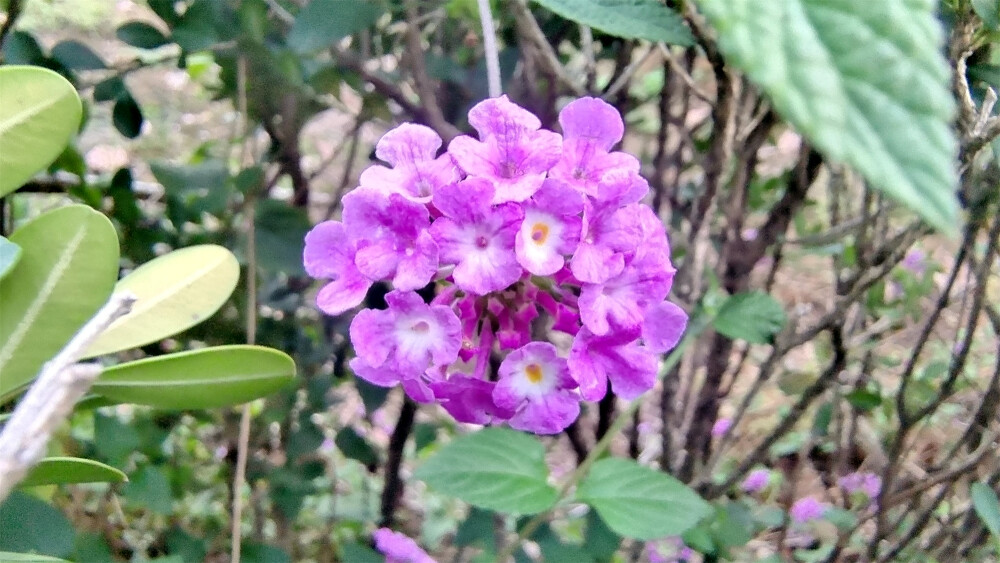 吉安随拍：花花草草之蔓马缨丹