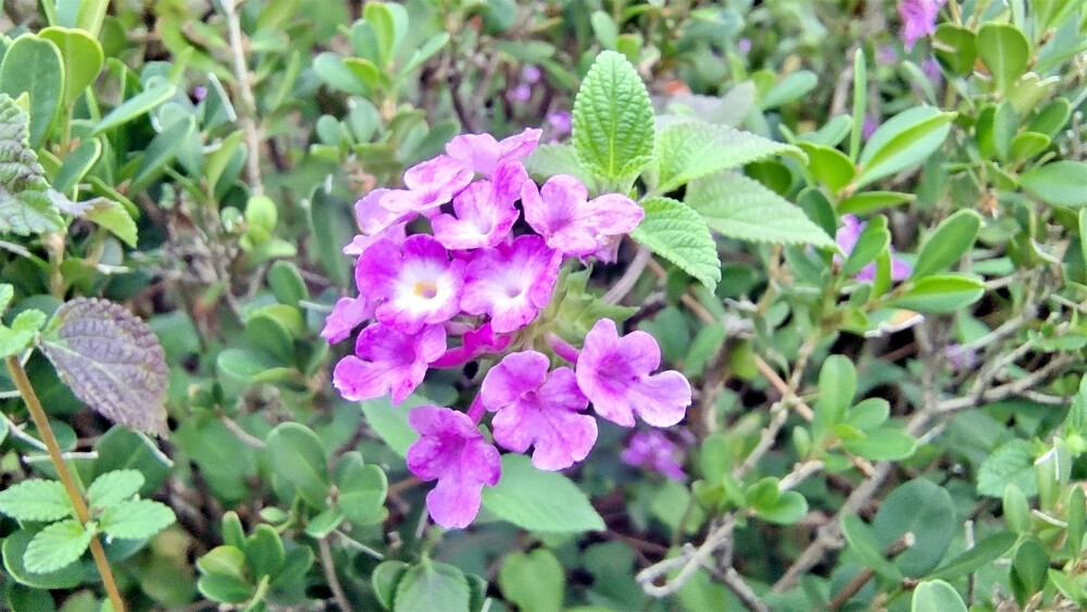 吉安随拍：花花草草之蔓马缨丹