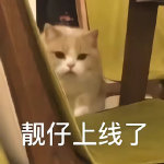 猫咪可爱表情包