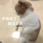 猫咪可爱表情包