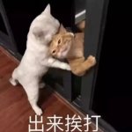 猫咪可爱表情包