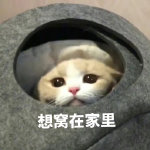 猫咪可爱表情包