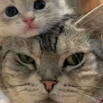 动物情头动物情头2池田牧子收集到情侣头像动物情头236iii4ou收集到