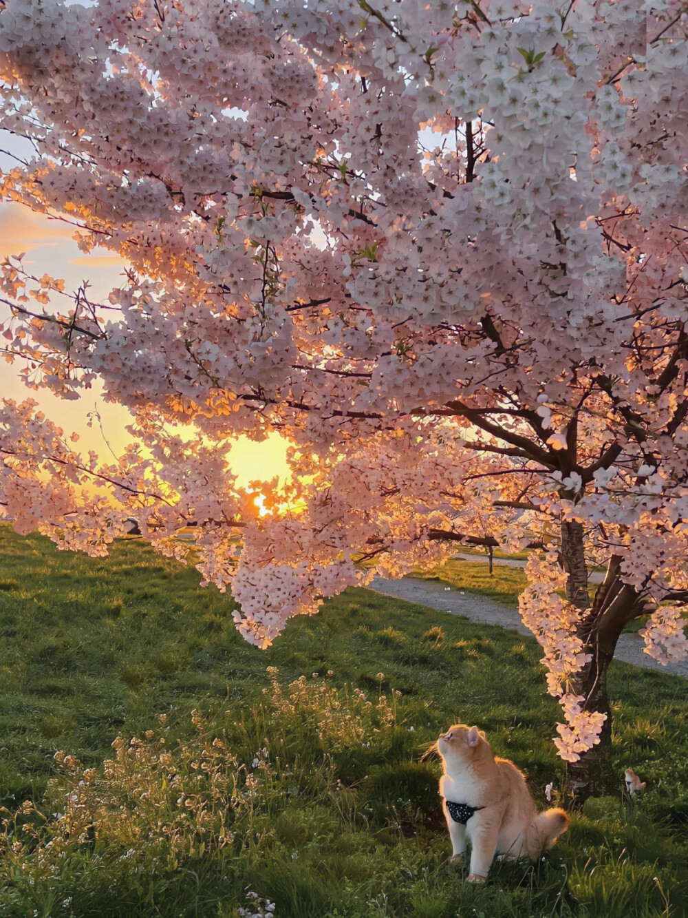 花与猫猫