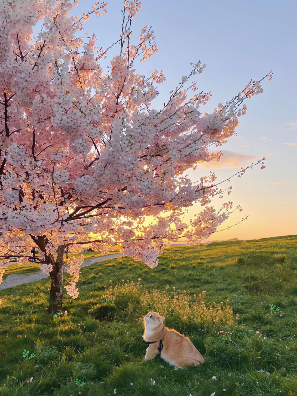 花与猫猫