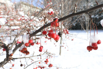 冬天的雪花