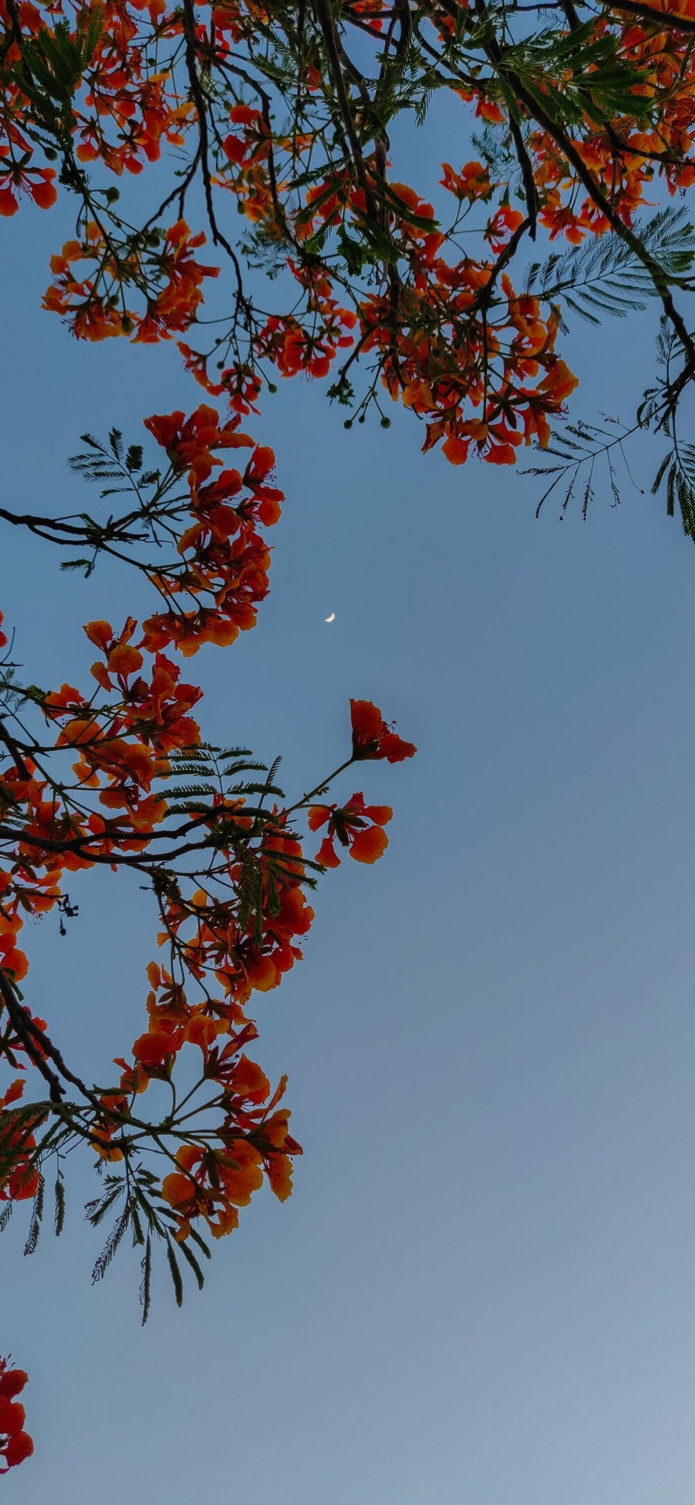 与花有关