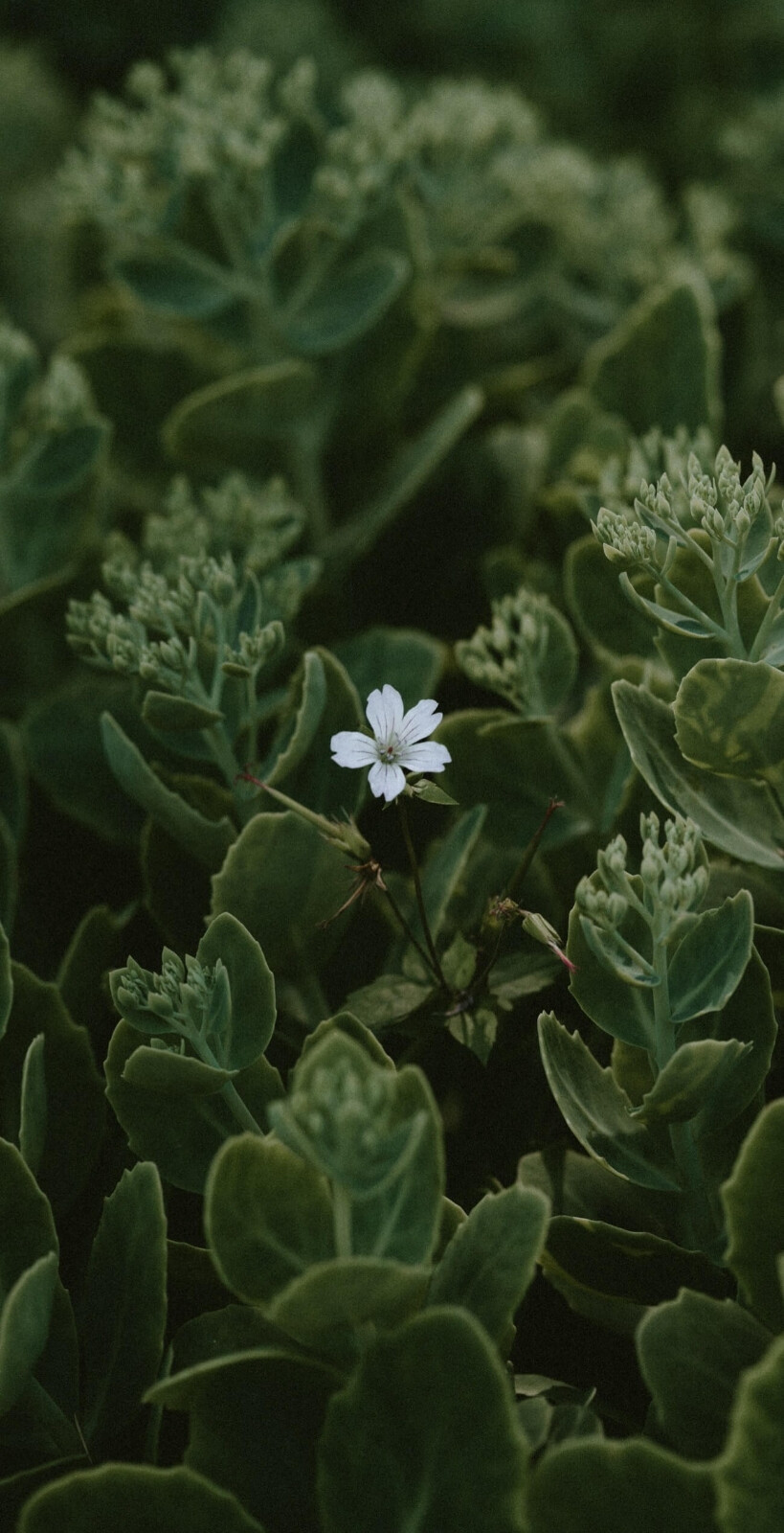 与花有关