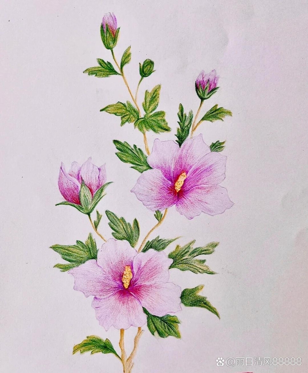 花卉插画