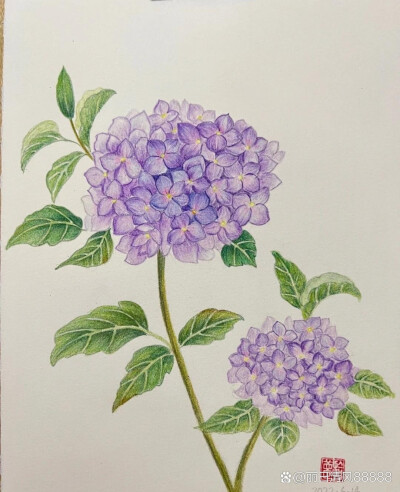 花卉插画