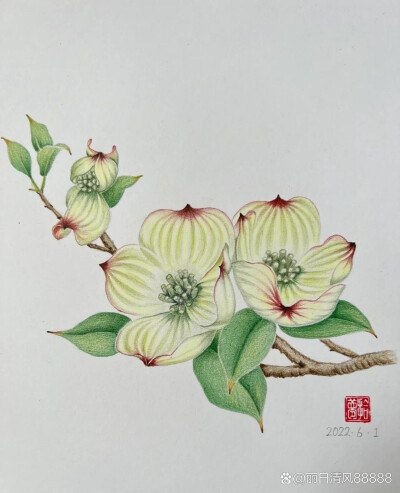 花卉插画