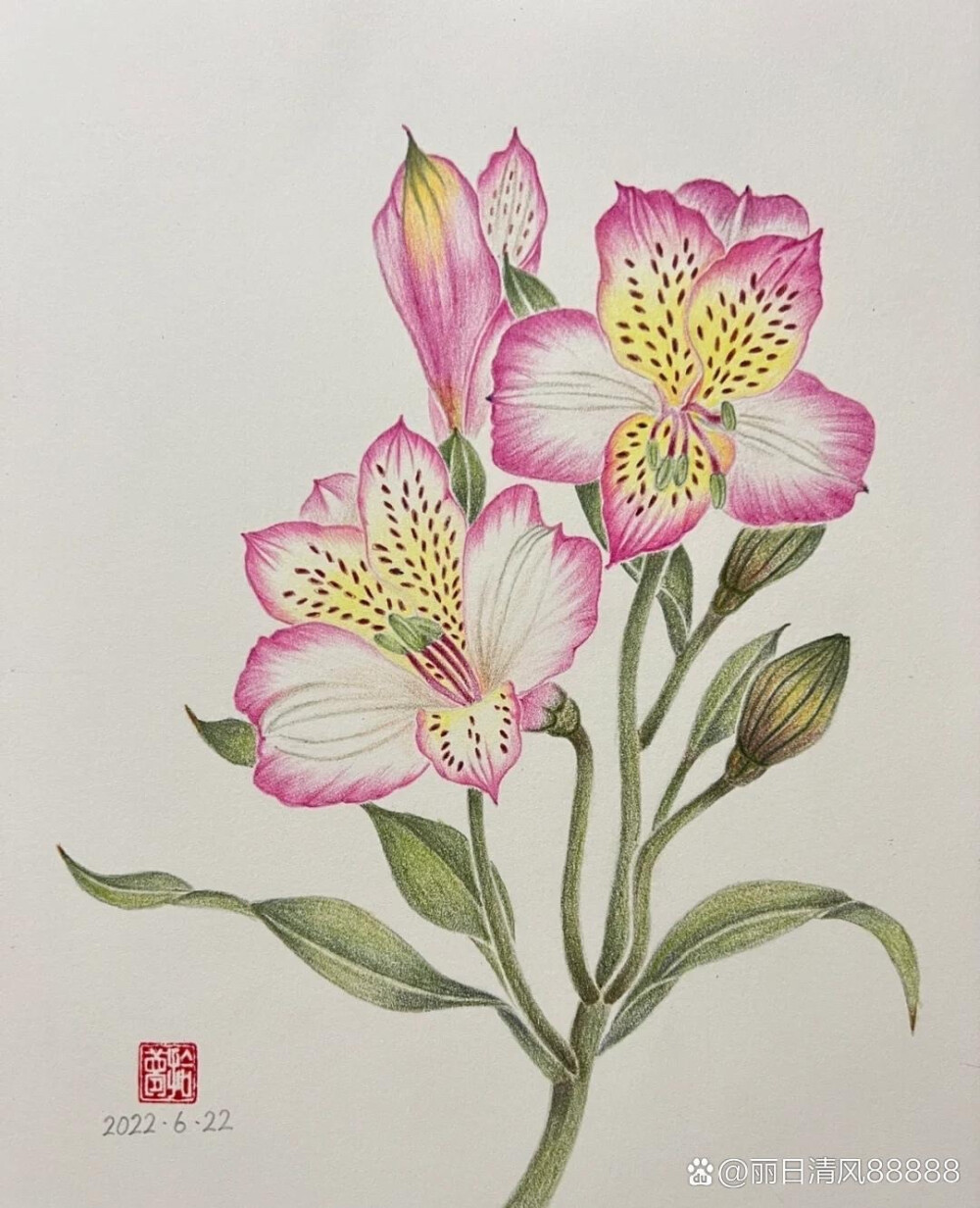 花卉插画