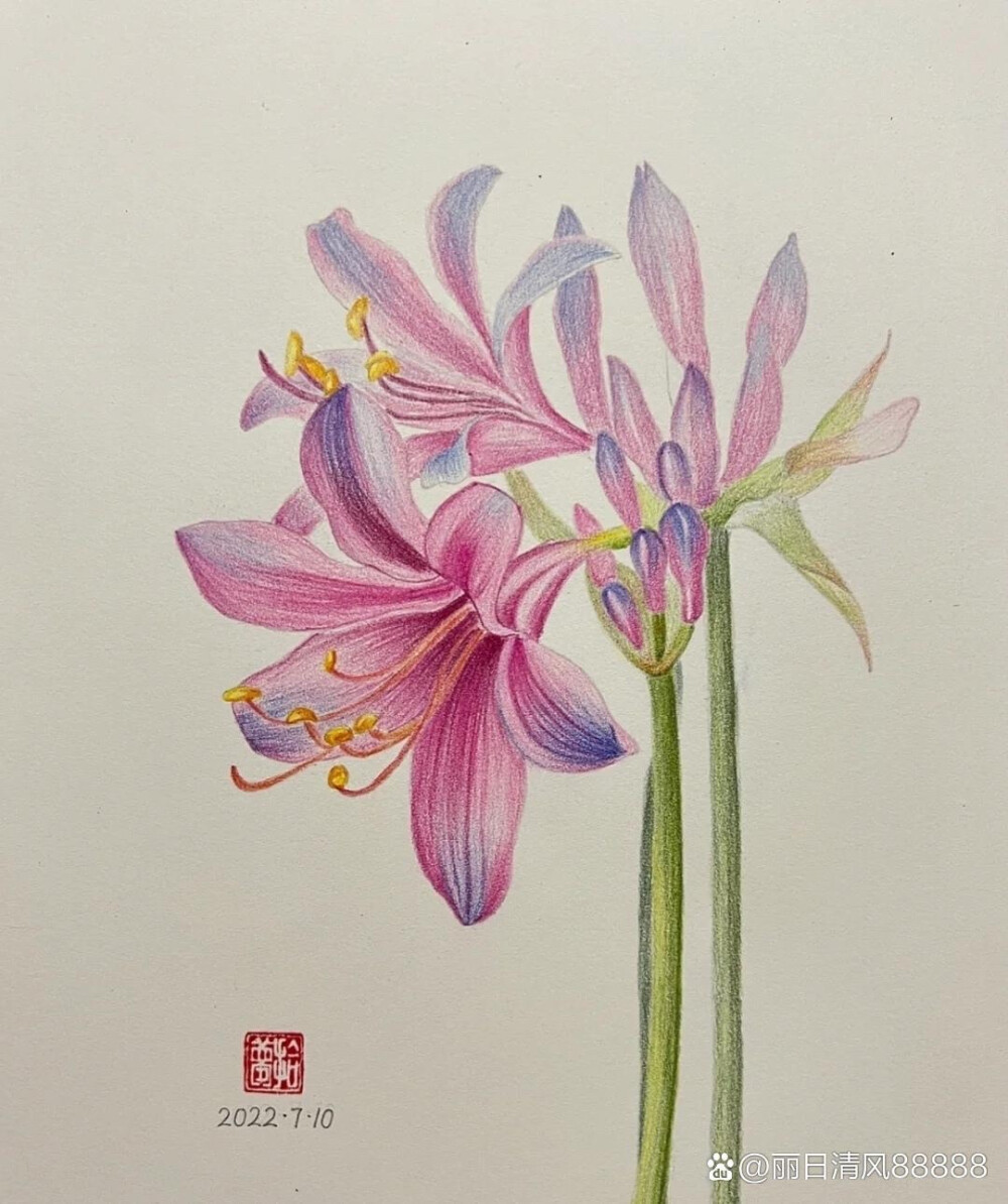 花卉插画