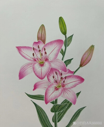 花卉插画