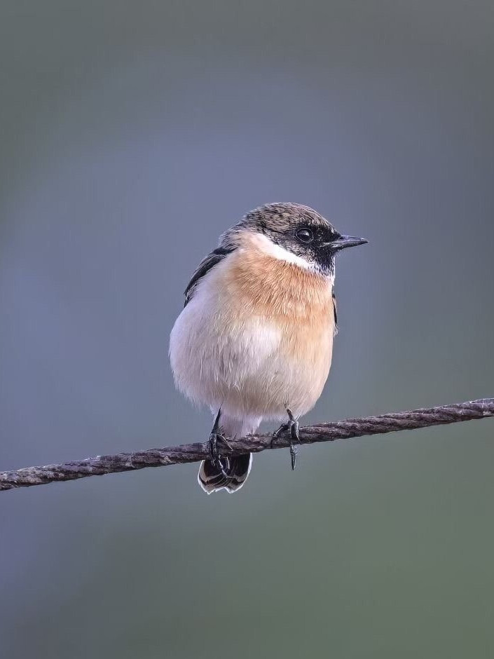 肥啾- 堆糖,美图壁纸兴趣社区
