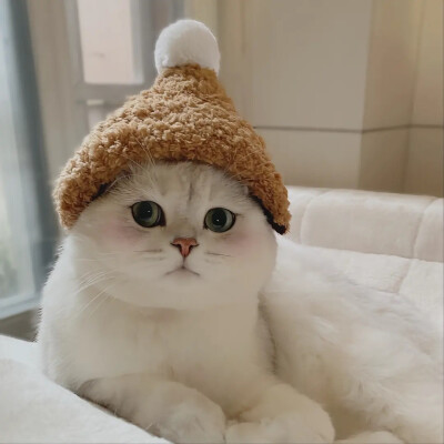 猫咪