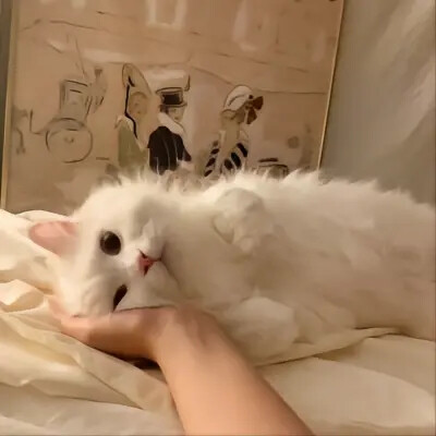 猫咪