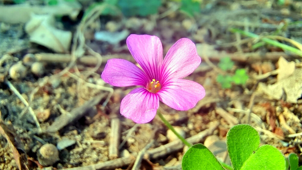 美丽吉安：冬日里绽放的红花酢浆草
