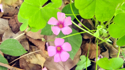 美丽吉安：冬日里绽放的红花酢浆草
