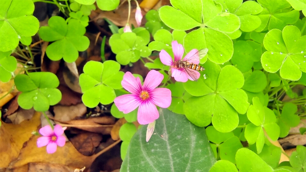 美丽吉安：冬日里绽放的红花酢浆草
