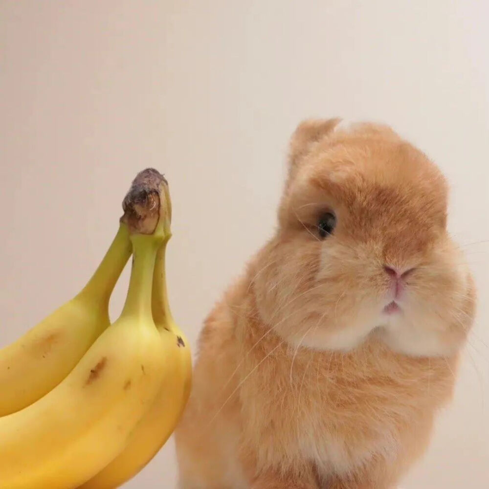 可爱萌宠#喵星人#汪星人#‖你的陪伴不是最长情但却是最常情。