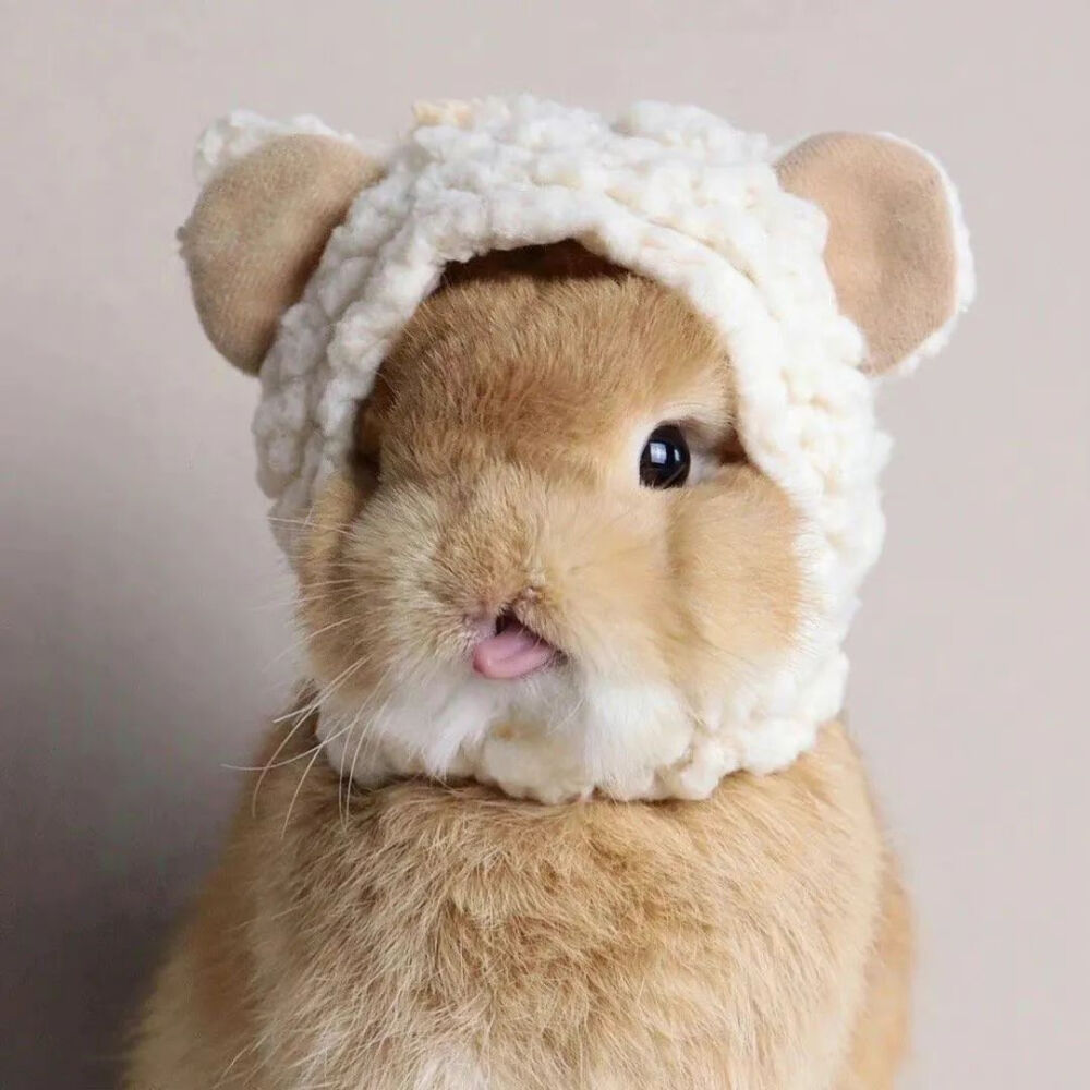 可爱萌宠#喵星人#汪星人#‖你的陪伴不是最长情但却是最常情。