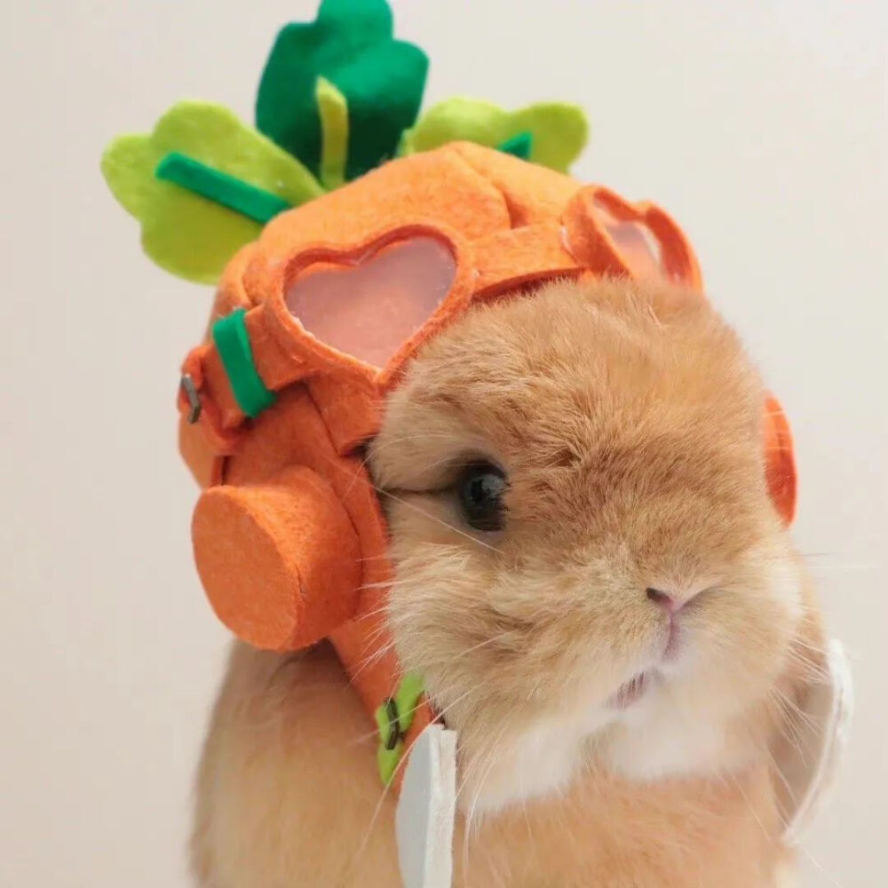 可爱萌宠#喵星人#汪星人#‖你的陪伴不是最长情但却是最常情。