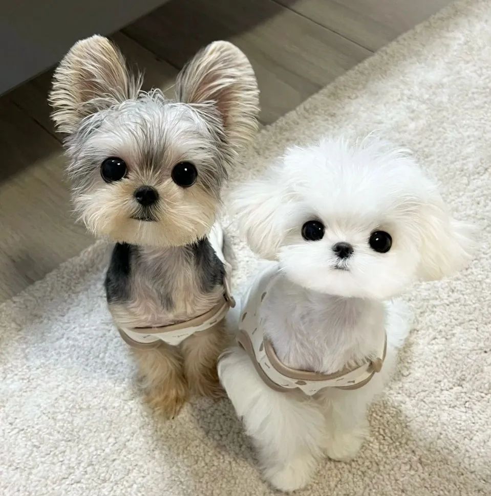 可爱萌宠#喵星人#汪星人#‖你的陪伴不是最长情但却是最常情。