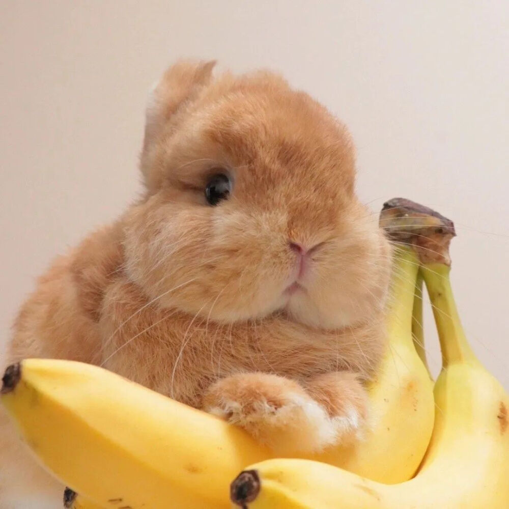 可爱萌宠#喵星人#汪星人#‖你的陪伴不是最长情但却是最常情。