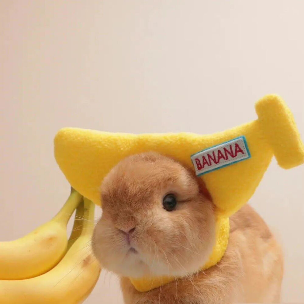 可爱萌宠#喵星人#汪星人#‖你的陪伴不是最长情但却是最常情。