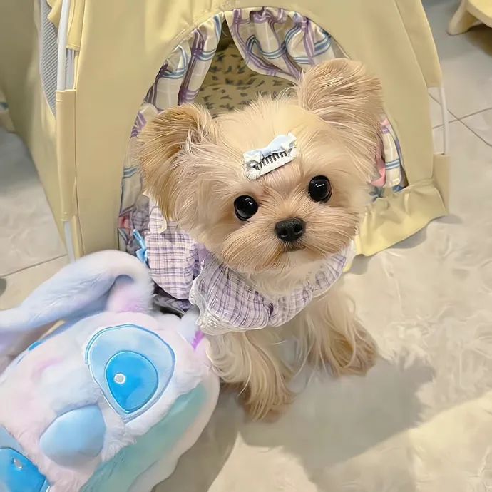 可爱萌宠#喵星人#汪星人#‖你的陪伴不是最长情但却是最常情。