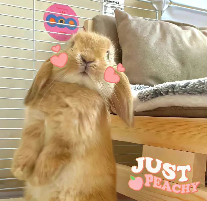 可爱萌宠#喵星人#汪星人#‖你的陪伴不是最长情但却是最常情。