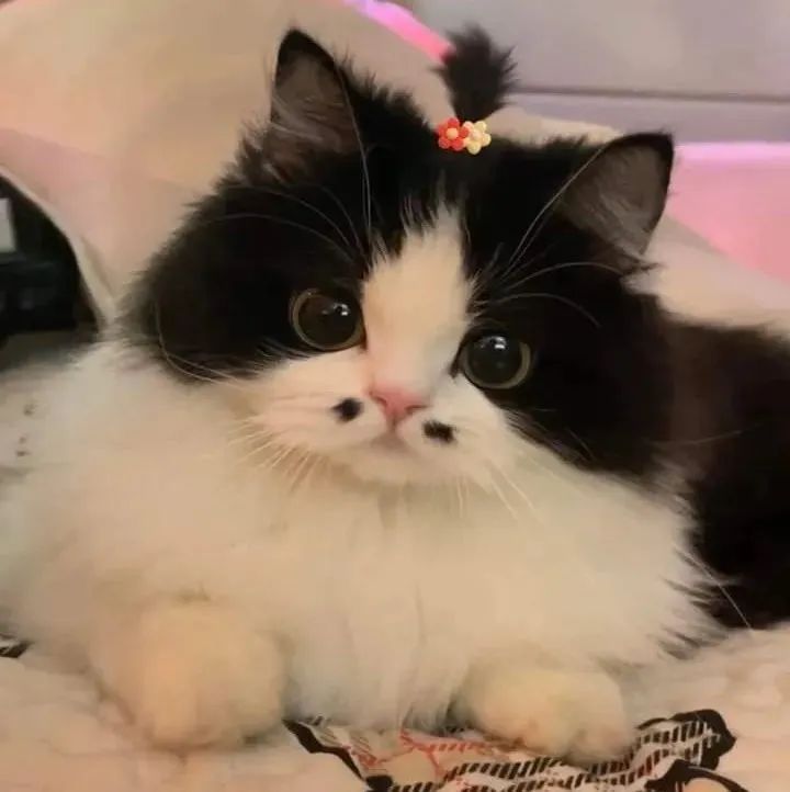 可爱萌宠#喵星人#汪星人#‖你的陪伴不是最长情但却是最常情。