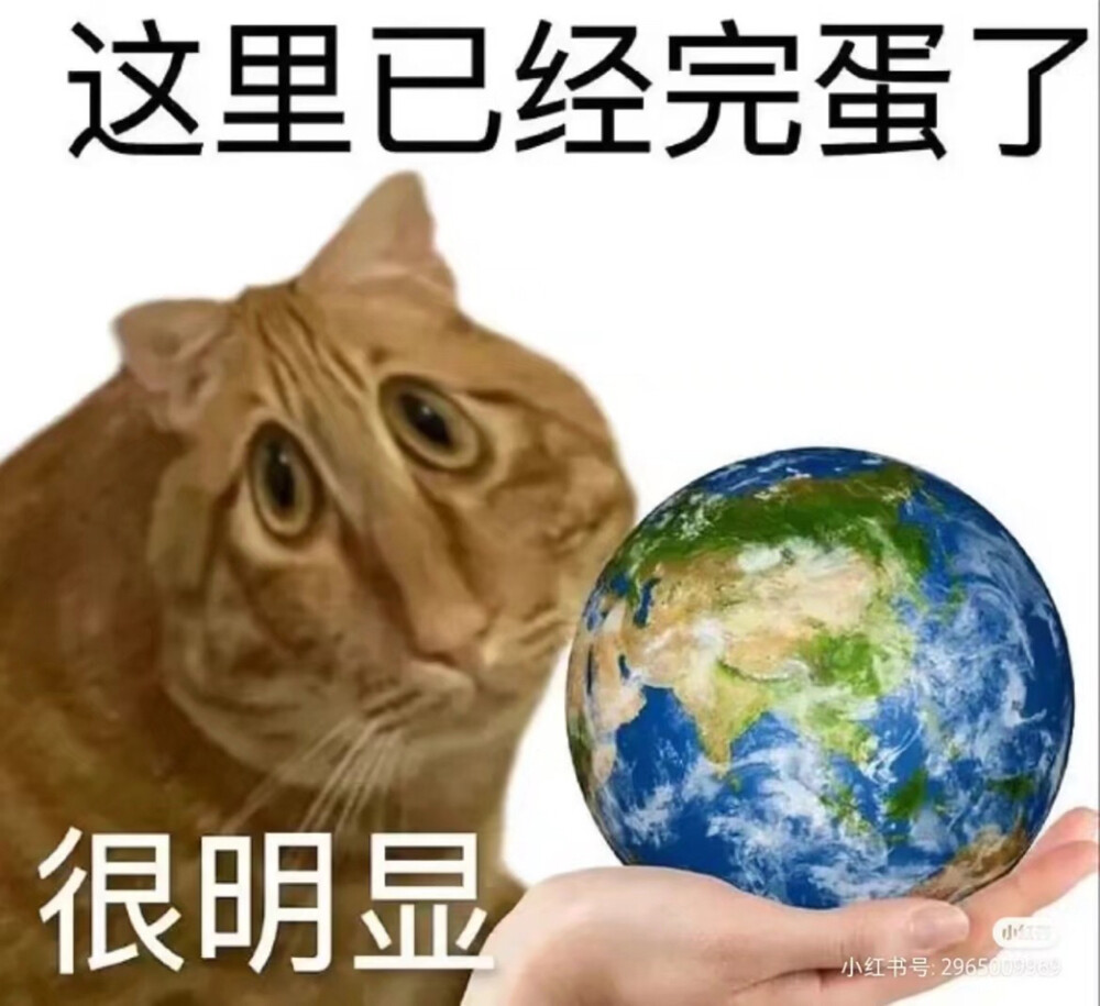 小猫猫