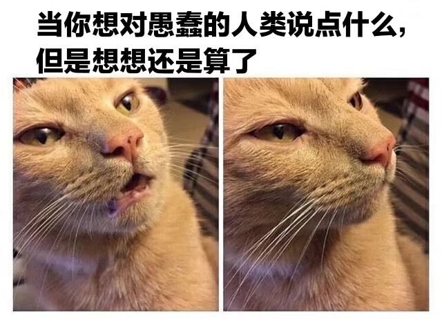 小猫猫