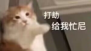 小猫猫