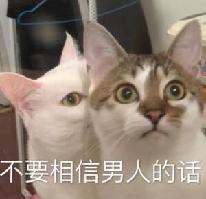 小猫猫