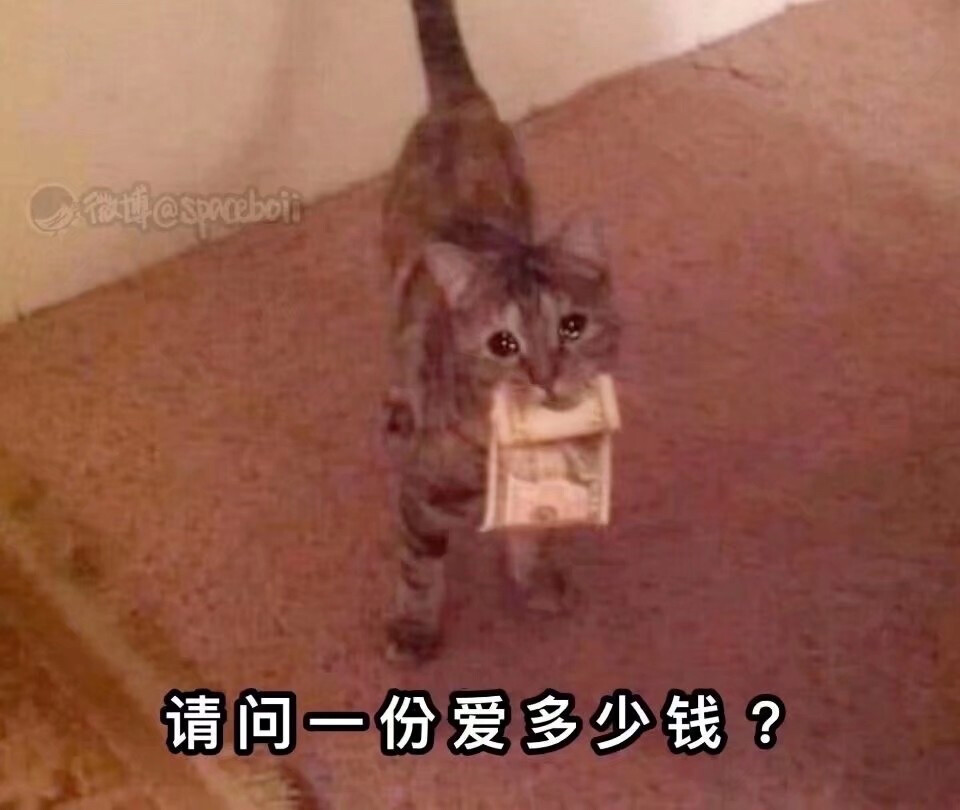 小猫猫