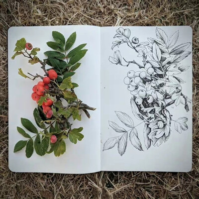 植物绘，画师：Courtney Roth ​​