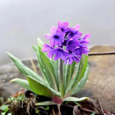 紫花雪山报春