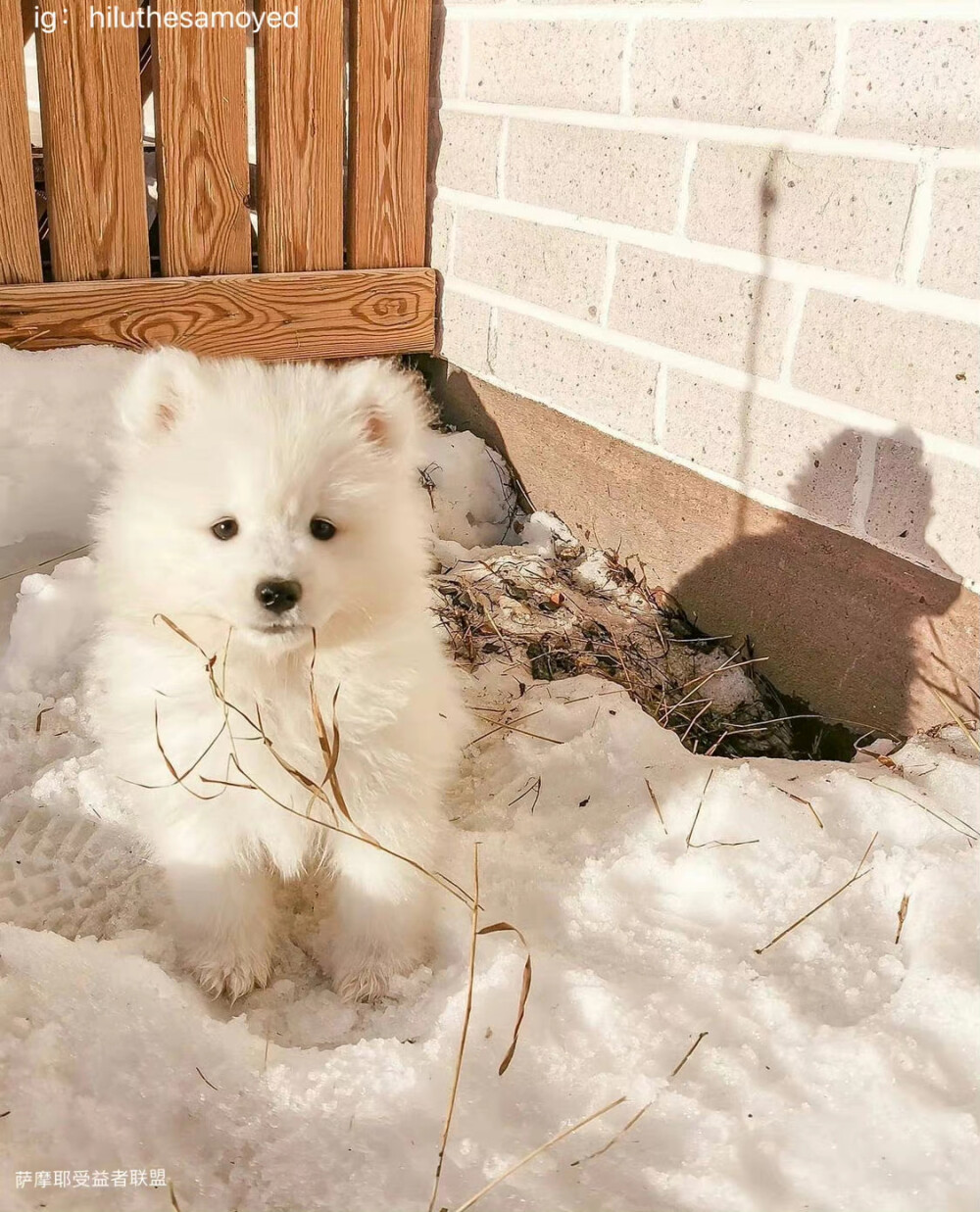 狗狗头像