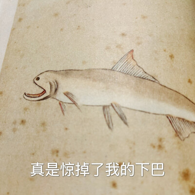 四年后大一生物系再读海错图笔记有感
一些表情包玩梗
狐主任是会选照片的