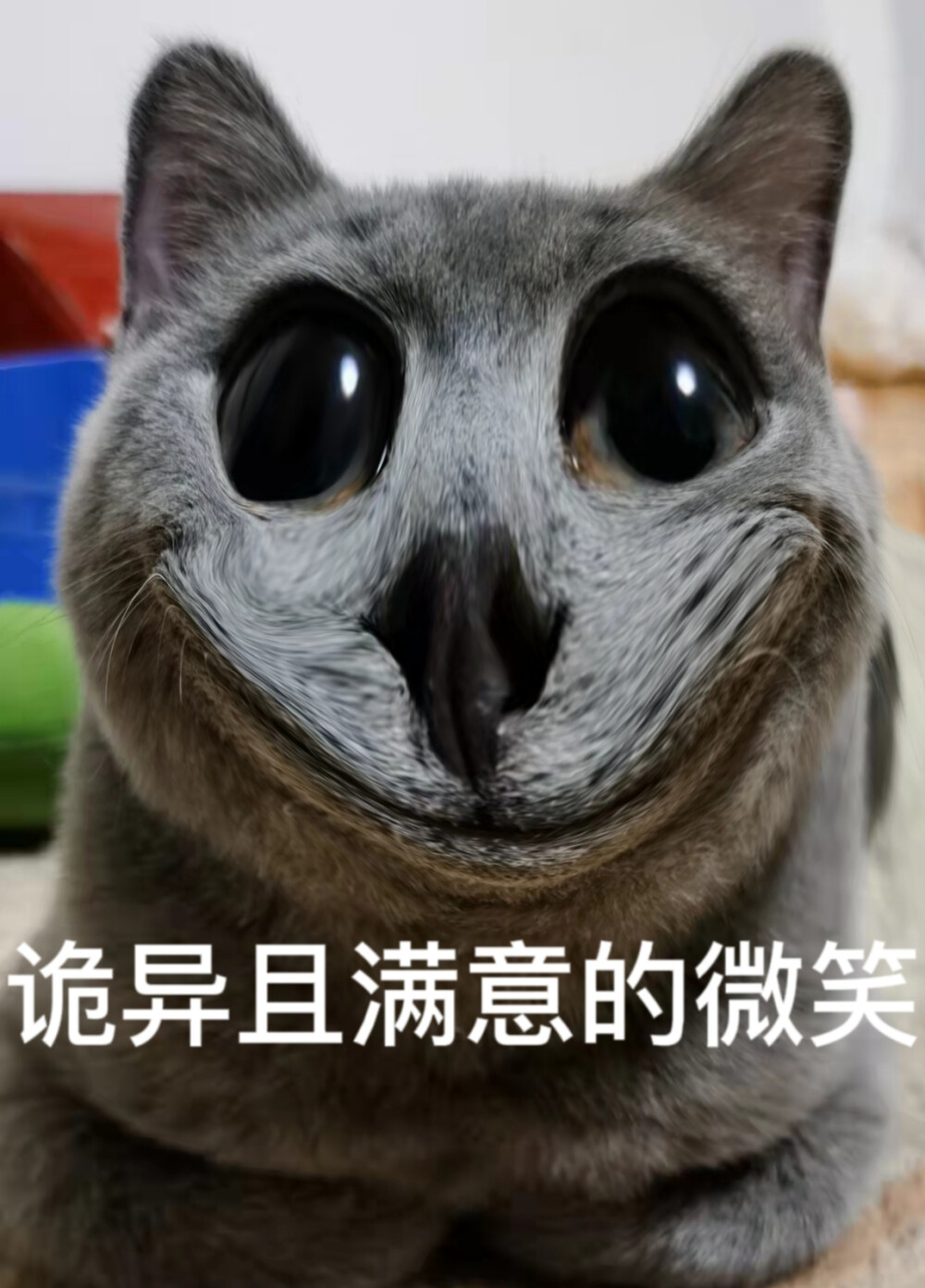 【原创】英短蓝猫表情包