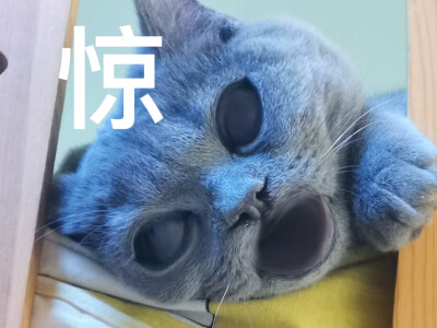 【原创】英短蓝猫表情包