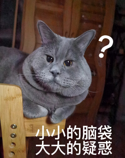 【原创】英短蓝猫表情包