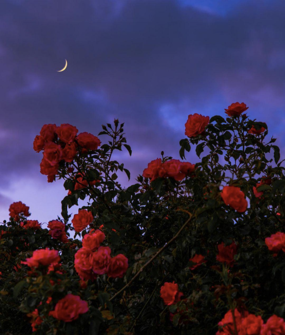 花背景图 高清