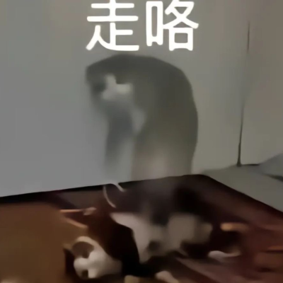 猫咪表情 走咯