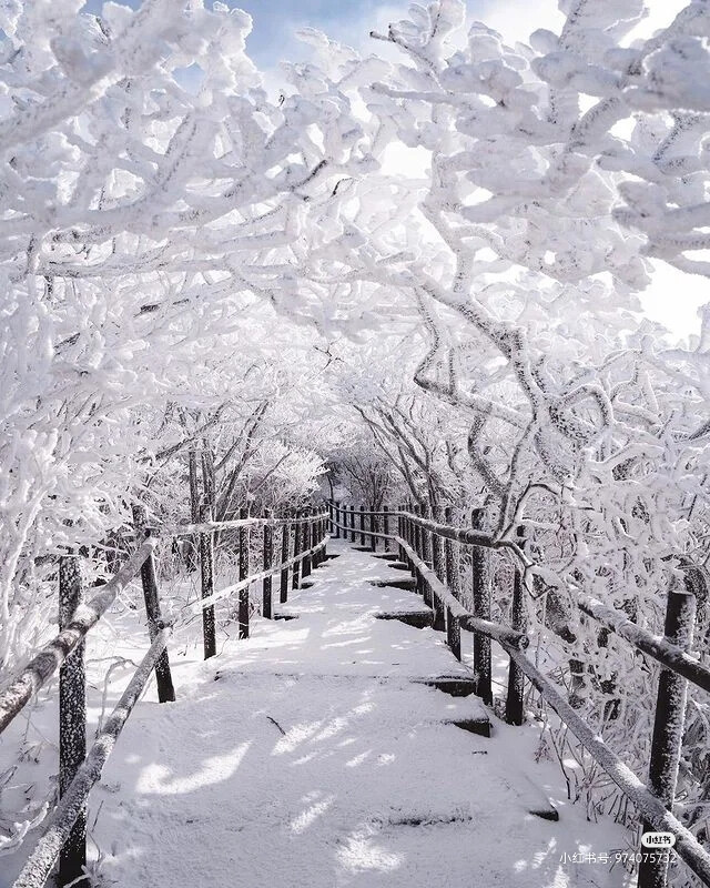 雪景