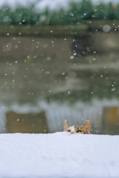 趴雪猫猫 cr.喵呜不停